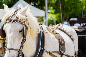 close-up of a white horse pulling a tourist carriage with an out of focus background