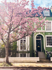 Mesmerising pink cherry blossom in in front of the comfortable house in Chelsea in London....