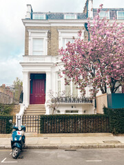 Mesmerising pink cherry blossom in in front of the comfortable house in Chelsea in London. Comfortable residential area and cozy lifestyle surrounded by pink petals.