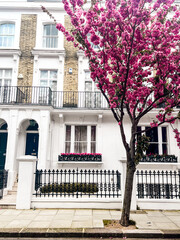 Mesmerising pink cherry blossom in in front of the comfortable house in Chelsea in London. Comfortable residential area and cozy lifestyle surrounded by pink petals.