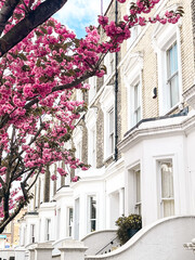 Mesmerising pink cherry blossom in in front of the comfortable house in Chelsea in London. Comfortable residential area and cozy lifestyle surrounded by pink petals.
