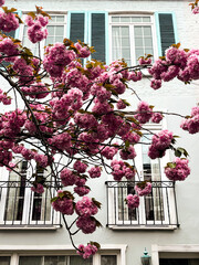 Mesmerising pink cherry blossom in in front of the comfortable house in Chelsea in London. Comfortable residential area and cozy lifestyle surrounded by pink petals.