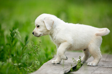 labrador retriever puppy on green grass
