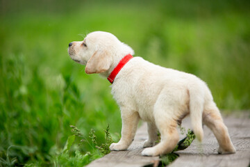 labrador retriever puppy on green grass