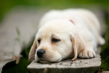 labrador retriever puppy on green grass