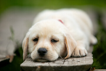 labrador retriever puppy on green grass