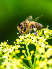 European Honey Bee, Apis mellifera, bee on yellow flowers
