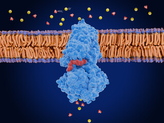 Cystic fibrosis transmembrane conductance regulator .CFTR: open form with ATP bound (red)
