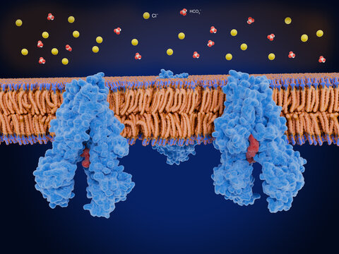 Closed CFTRs in the lung lead to cystic fibrosis. The Cystic fibrosis transmembrane conductance regulator.