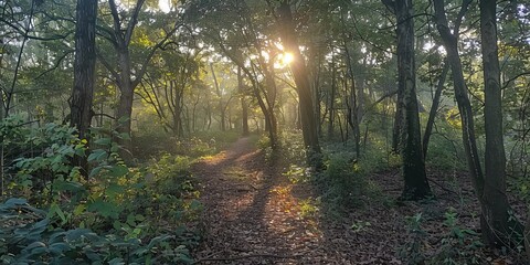 Obraz premium Sunlight filtering through a dense woodland trail