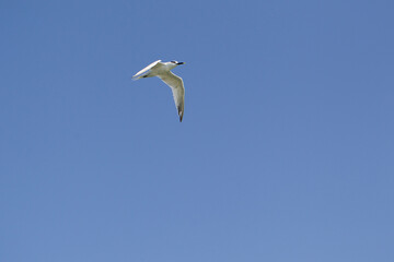 Möwe im Flug vor klarem blauem Himmel, 