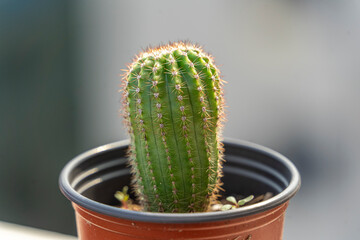 A small Parodia Magnifica cactus.  Ball Cactus or Balloon Cactus.