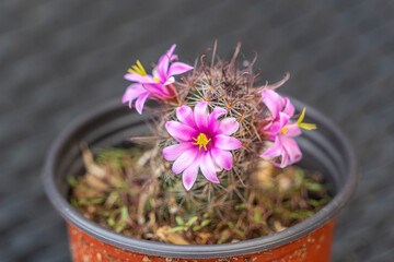 Beautiful cactus flower ,close up pink cactus flower blooming on natural background pink flower of...