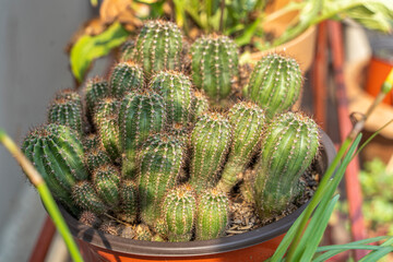 Selective focus close-up top-view shot on Golden barrel cactus (Echinocactus grusonii) cluster. A...