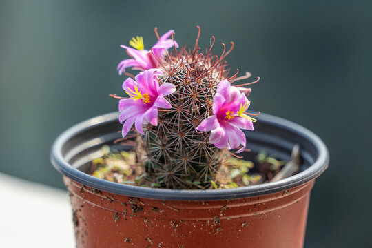 Beautiful cactus flower ,close up pink cactus flower blooming on natural background pink flower of Lobivia cactus bloom in the garden. Echinopsis huascha pink flowering cactus in a pot. 