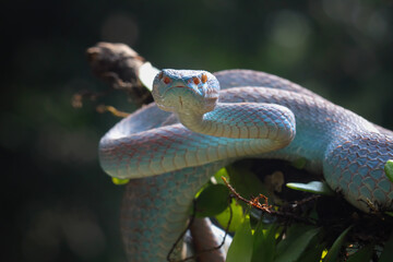 Blue viper snake on a branch	
