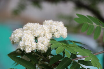 rowan tree corymbs white flowers close up