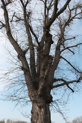 leafless big old tree in park