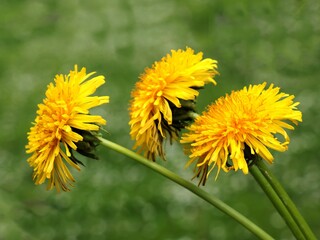 yellow flowers of dandelion plant close up