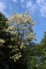 Fototapeta premium acacia tree blossoming in park
