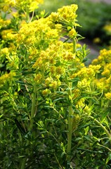 yellow flowers of wild plant Euphorbia Palustris close up