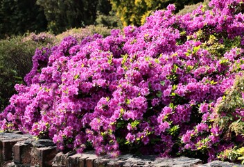 Obraz premium colorful pretty flowers of rhododendron bush at spring in park