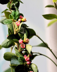 small pink flowers of cotoneaster Lucilla at spring close up,