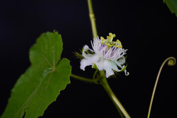 Stinking passionflower (Passiflora foetida) or wild maracuja, bush passion fruit, wild water lemon,...