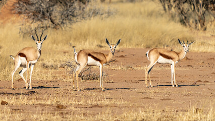 Springbok, Antidorcas marsupialis, Kgalagadi Transfrontier Park, Kalahari desert, South Africa - obrazy, fototapety, plakaty