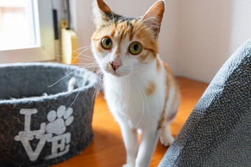 Cat. Cute cat looking at camera. Close up of orange and white cat. Cute cat sitting on the bed at...