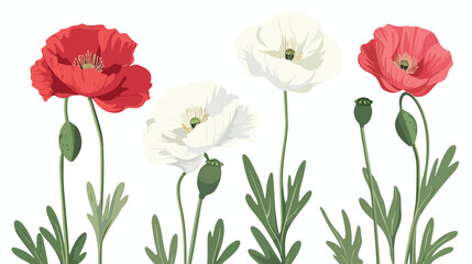 Blossomed and unblown buds of red and white poppy flo