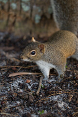niedliches kleines Grauhörnchen in Florida sitzt auf einem Baum, Nagetier klettert