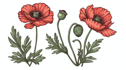 Blossomed and unblown poppy buds. Red flowers with le