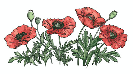 Blossomed and unblown poppy buds. Red flowers with le