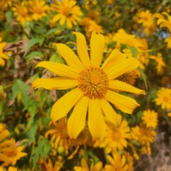 Bua Tong flower, bright yellow.
