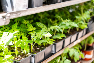 Green seedlings in pots on the shelf in the store. Planting time in the vegetable garden, natural...