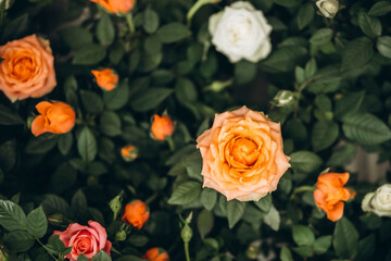 Natural natural background with roses, top view.