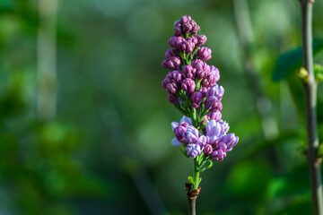 Lilac blossom with green bokeh garden background during spring time