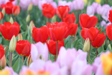 field of tulips