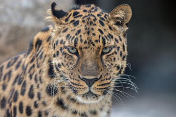 Portrait of a the Amur leopard (Panthera pardus orientalis). East Siberian leopard. Red List