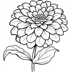 Zinnia Flower outline illustration coloring book page design, Zinnia Flower black and white line art drawing coloring book pages for children and adults