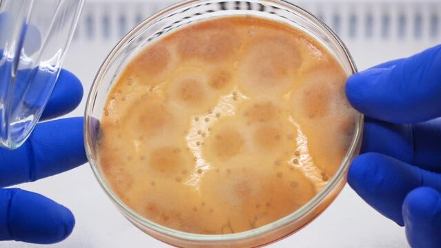 Orange mold spores on a solid medium in a petri dish, close-up.