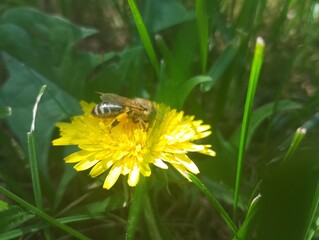 bee on dandelion