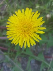yellow dandelion flower