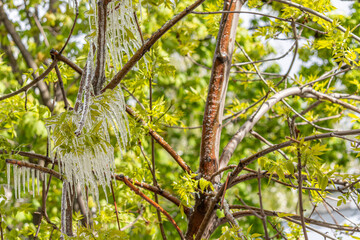 abnormal weather, abnormal cold, spring frosts, climate change, trees in ice