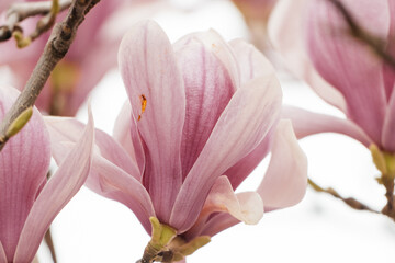 Magnolia Sulanjana flowers with petals in the spring season. beautiful pink magnolia flowers in...