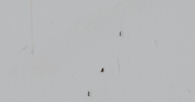 An ant trail used by ants to move their anthill to a new location.