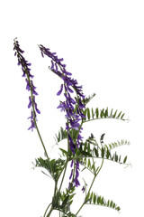 Galega officinalis