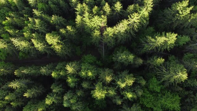 Cinematic video above amazing pine forest