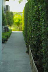 Selective focus on the green bush along the empty walkway